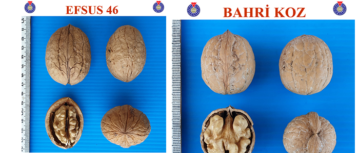 KSÜ’de 2 Yeni Ceviz Çeşidi Geliştirildi
