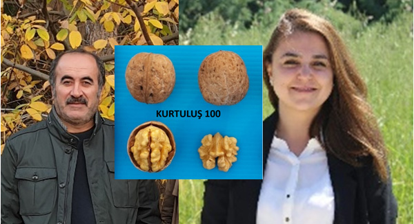 Kurtuluş 100 Ceviz Çeşidinin Patenti Alındı