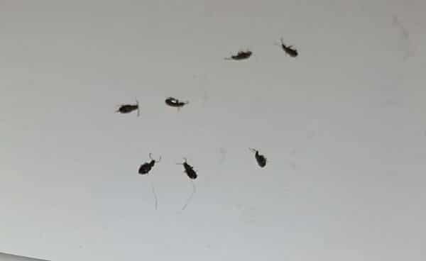 Büyükşehir: “Böcek İstilası Değil, Mevsimsel Hareketlilik”