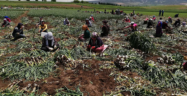 Kahramanmaraş’ta Sarımsak Hasadı Başladı…