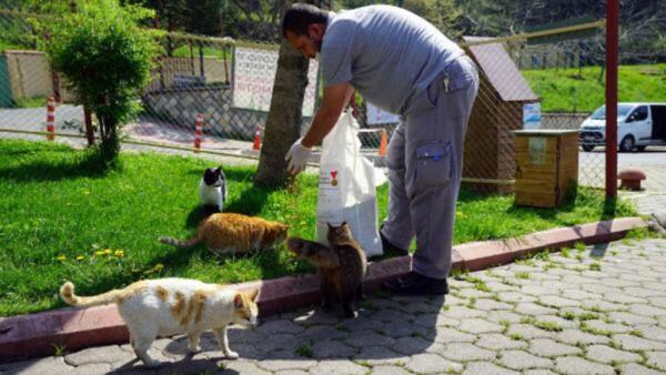 Kahramanmaraş Büyükşehir Belediyesi Sokak Hayvanlarını Unutmadı