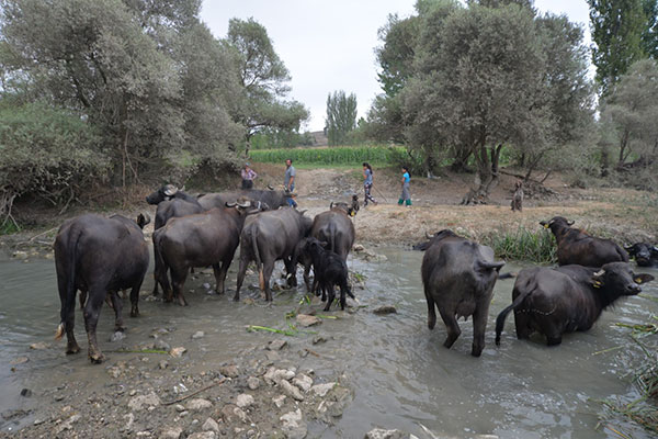 kahramanmarasta-litresi-10-tlye-yok-satiyor