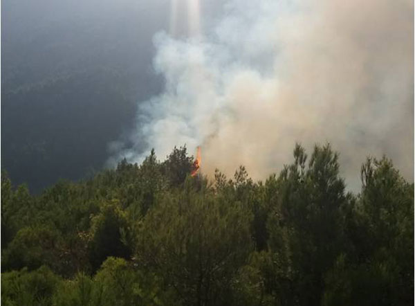 Hatay’ın Samandağ ilçesinde ormanlık