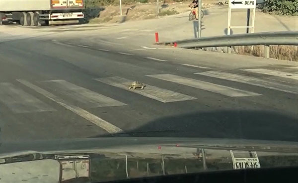 Hatay’ın İskenderun ilçesinde yolun