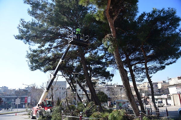 Dulkadiroğlu Belediyesi Park ve Bahçeler Müdürlüğü ekipleri ilçe merkezinde ağaç