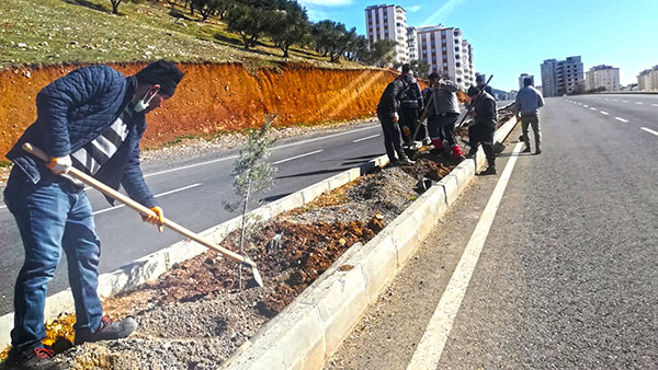 Kahramanmaraş Büyükşehir Belediyesi, ağaçlandırma çalışmalarını sürdürüyor. Ekipler, bin 100 selvi