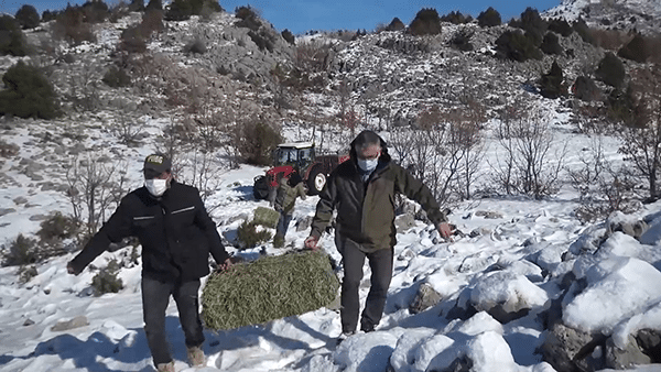 Kahramanmaraş’ta yaban keçileri için doğaya yem bırakıldı