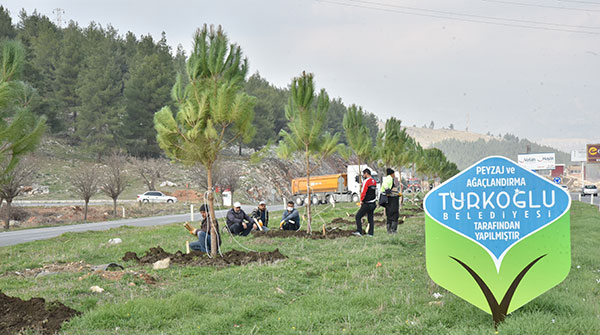 Türkoğlu Belediyesi türkoğlu ve nurdağ arasına 5000 adet Fıstık çamı dikiyor