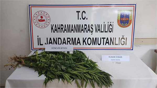 Jandarma kenevir yetiştiricilerini tek tek yakalıyor