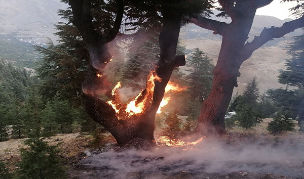 ormanlık alanda yaşayan vatandaşlardan yıldırım nöbeti