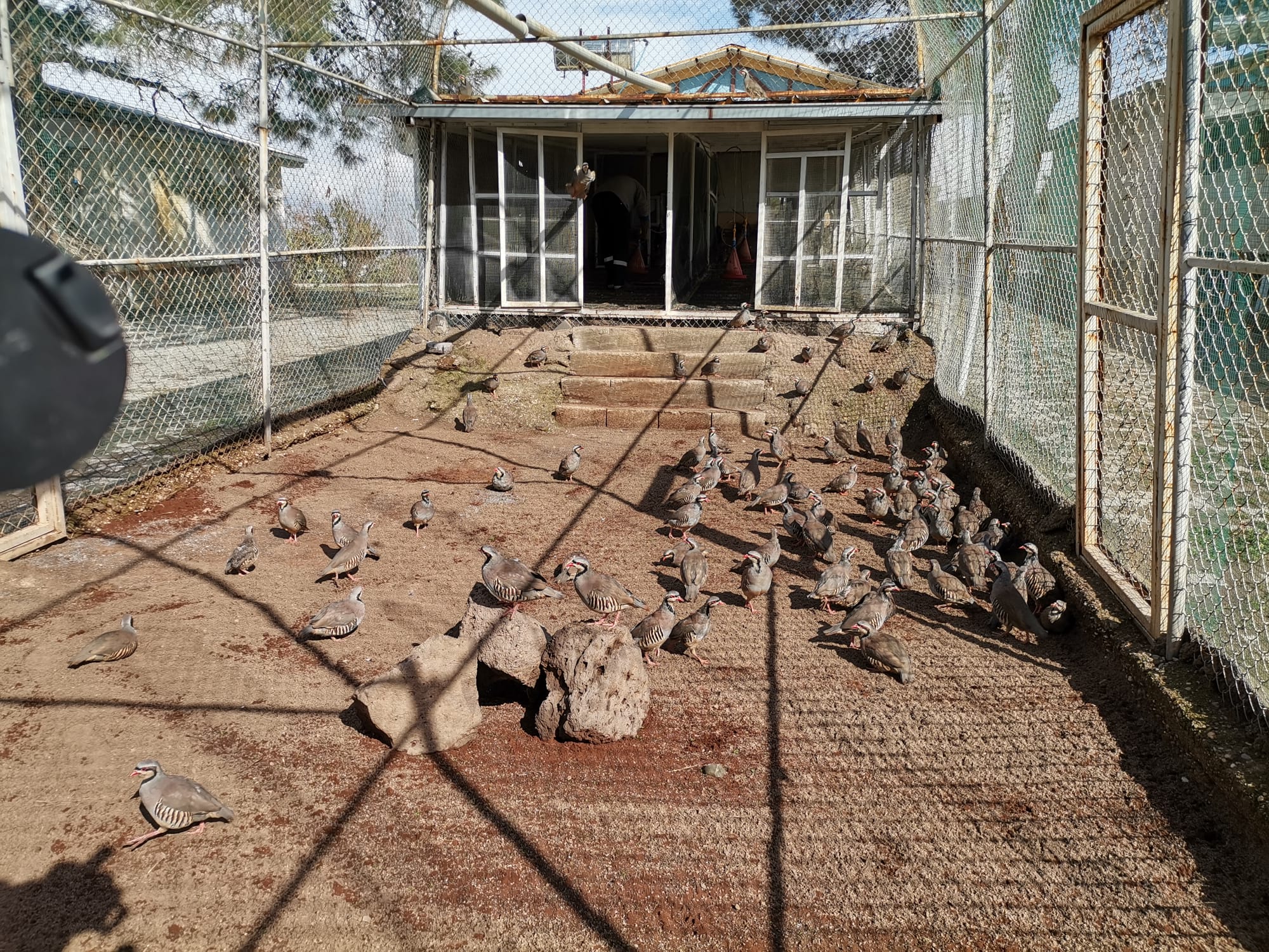 Kahramanmaraş’ta 15 bin kınalı keklik üretildiKene ve sünnet savaşçıları Kahramanmaraş’ta