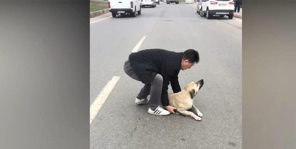 YARALI KÖPEĞE POLİS ŞEFKATİ