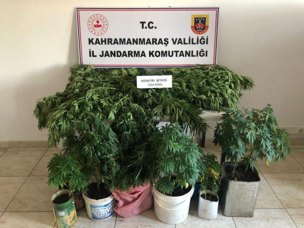 Pazarcık’ta evlerinde kenevir yetiştiren 2 kişi yakalandı