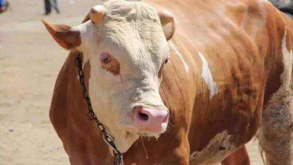 Onikişubat’taki kurbanlık satış ve kesim yerleri belli oldu