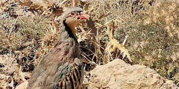 Kahramanmaraş’ta 15 bin kınalı keklik doğaya salındı