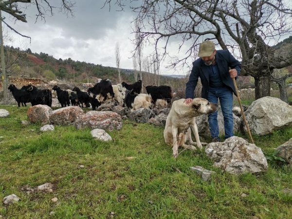 Depremzede çobana devlet eli 4 IMG 20230414 WA0053
