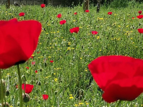 Kahramanmaraş’ta sümbül ve gelincik çiçekleri moral verdi