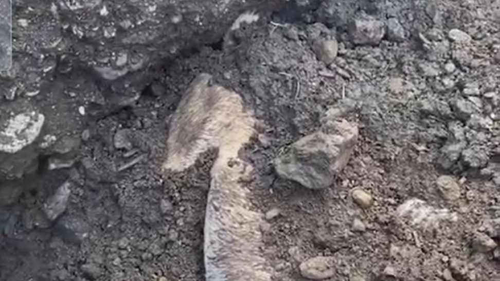 Aydın Büyükşehir Belediyesi’ne bağlı barınakta, hayvanların katledildiği görüntüler ortaya çıktı.