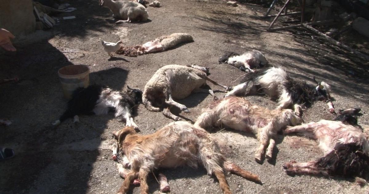 İçişleri Bakanı Ali Yerlikaya, Ankara’da başıboş köpeklerin saldırısına uğrayan çocuk