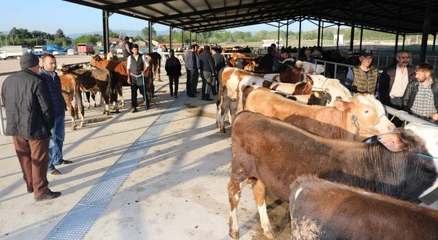 Yozgat il genelinde canlı hayvan pazarları, şap hastalığı nedeniyle tedbir