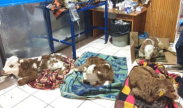 Ardahan’da artan buzağı ölümleri salgın ihtimalini akıllara getirdi Ardahan’da son günlerde artan buzağı ölümleri çiftçilerde salgın hastalık korkusunun