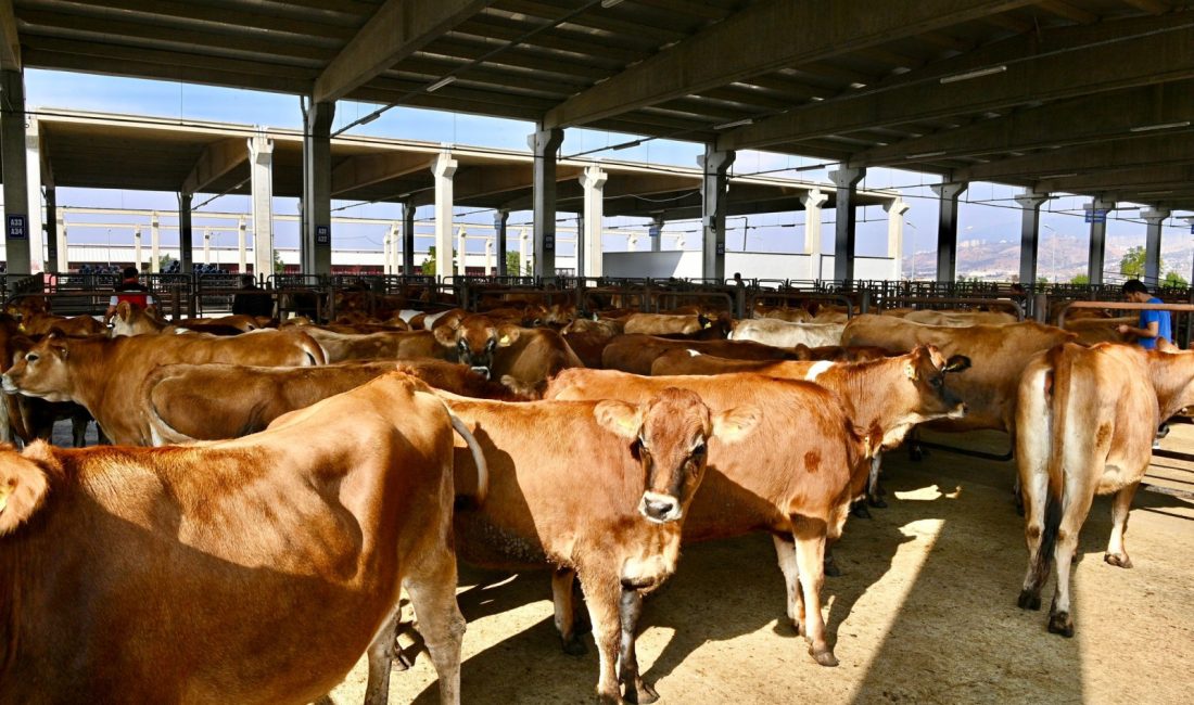 Kahramanmaraş Büyükşehir Belediyesi, Kurban Bayramı hazırlıklarını sürdürüyor. Bu kapsamda kurbanlık