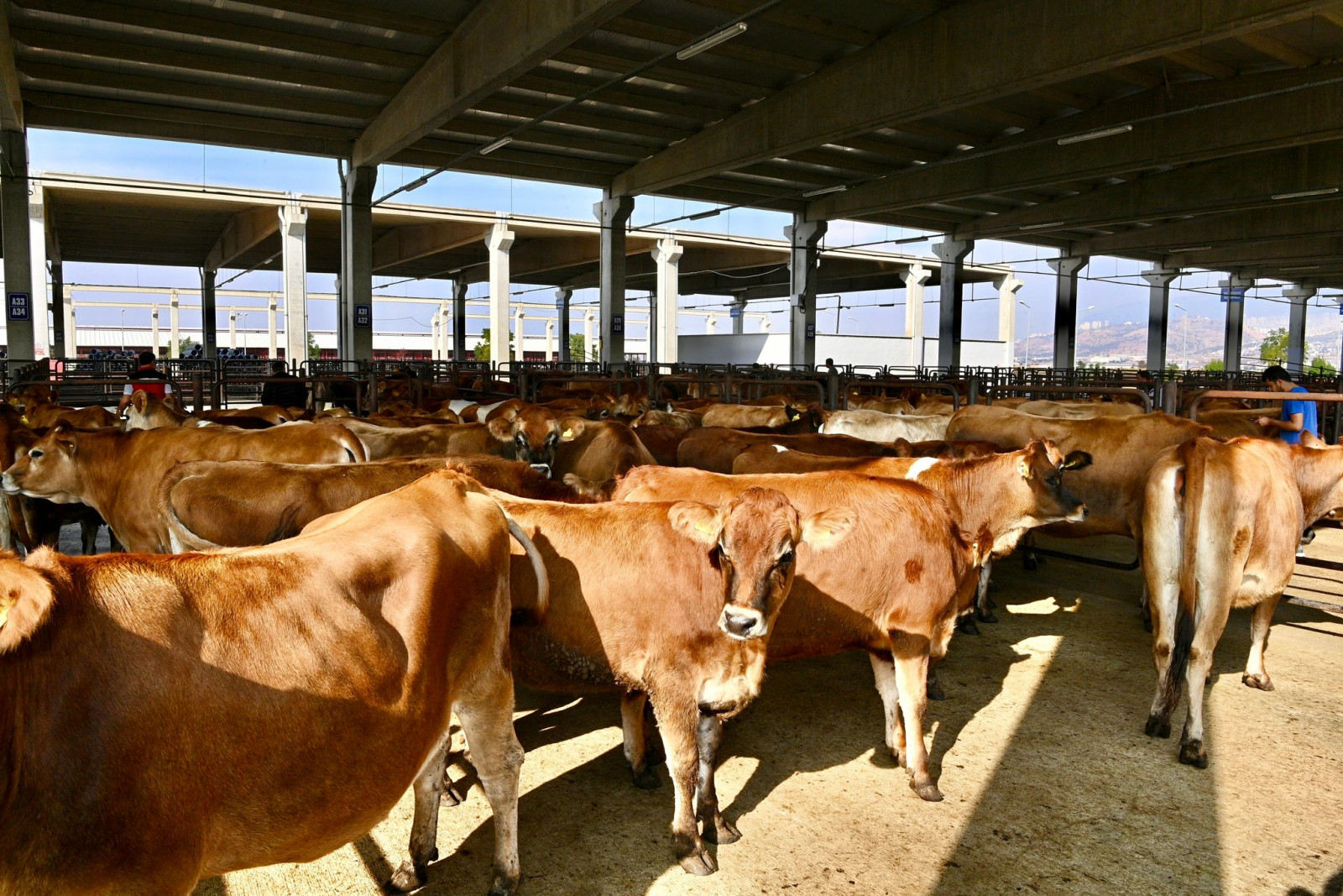 Canli Hayvan Borsasi 7