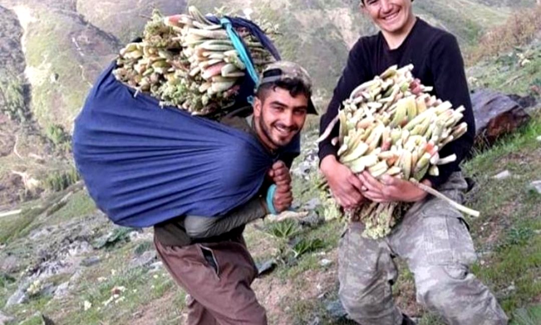 Dağlardan tezgahlara yayla muzu
Baharda karın erimesiyle ortaya çıkan ve özellikle