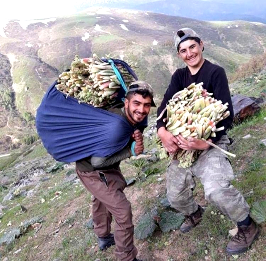 Dağlardan tezgahlara yayla muzu 2 Daglardan tezgahlara yayla muzu