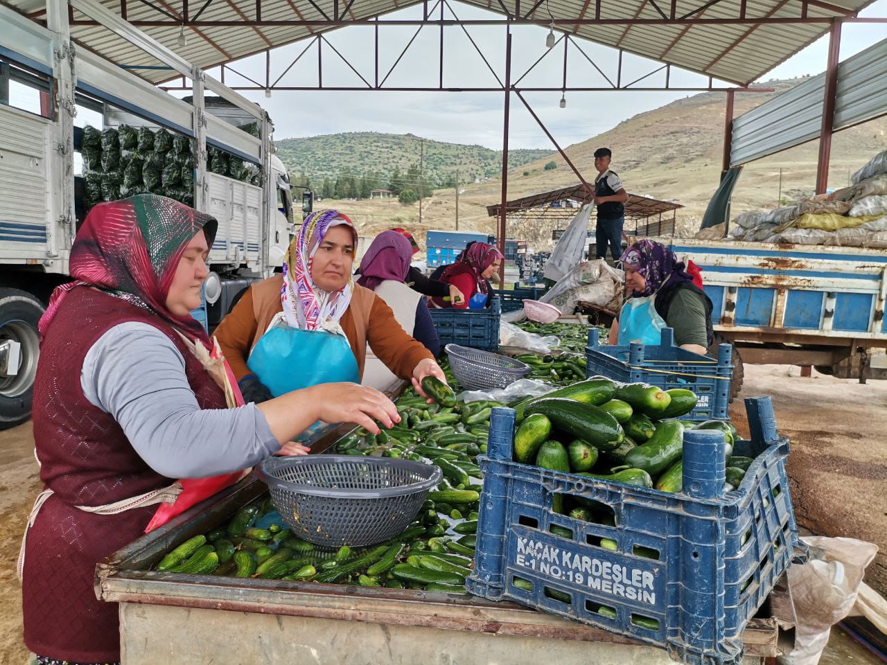 KAHRAMANMARAŞ’TA SALATALIK HASADI BAŞLADI: 35 BİN TON REKOLTE BEKLENİYOR