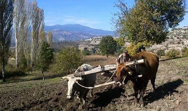 Ardahan karasabana geri döndü
Tarım ve hayvancılık bölgesi olan Ardahan’da mazot fiyatlarına