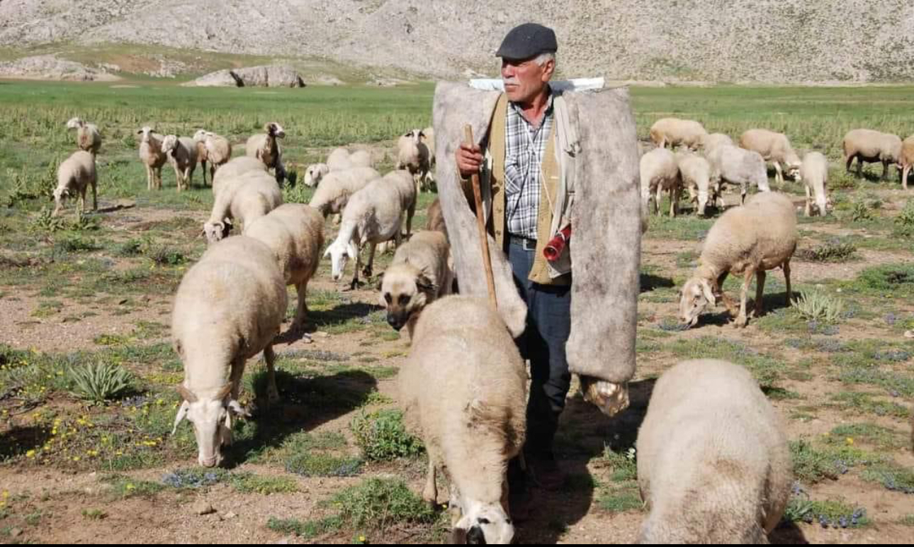 Antalya’da Yörüklerin yayla serüveni başladı 2 IMG 6990