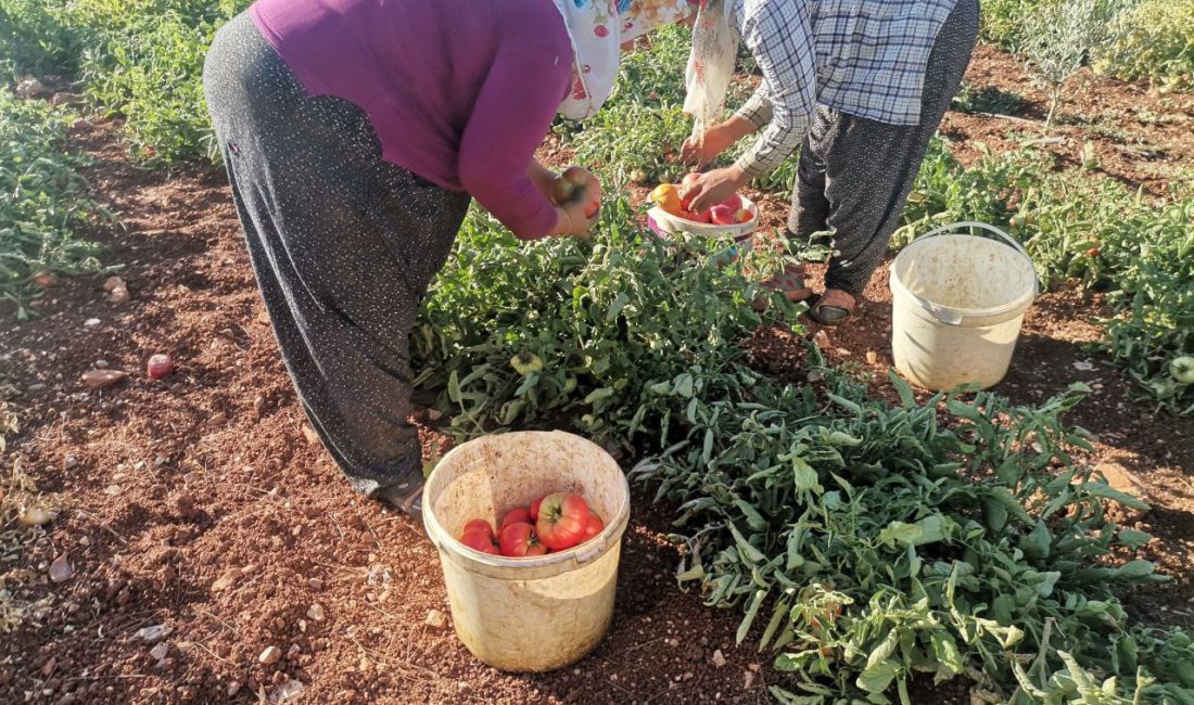 Lezzeti, büyüklüğü, aroması ve