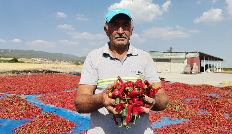 Kahramanmaraş’ta 50 Bin Ton Maraş Biberi Üretildi