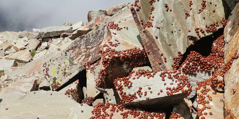 KAHRAMANMARAŞ’TA ULUDAZ TEPESİNDE UĞUR BÖCEKLERİ FOTOĞRAFLANDI 1 kahramanmarasta uludaz tepesinde ugur bocekleri fotograflandi