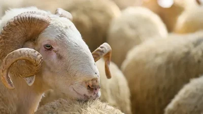 Açıklamaya göre, artan yem, bakım ve genel üretim maliyetleri dikkate