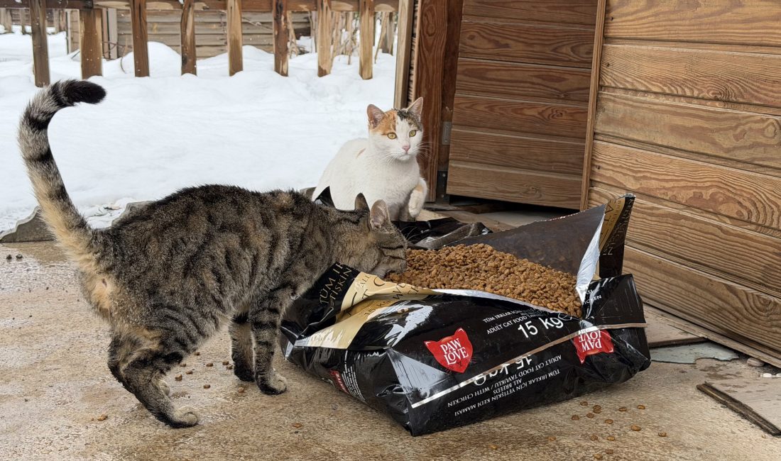 Soğuk Havada Büyükşehir’den Can Dostlara Şefkat Eli Kahramanmaraş Büyükşehir Belediyesi, şehir genelinde etkisini sürdüren olumsuz hava koşullarına