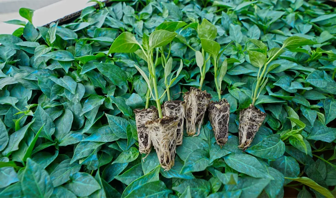 Şehrin önemli tarımsal değerlerinden biri olan Maraş Biberi, sahip olduğu