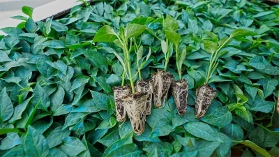 Şehrin önemli tarımsal değerlerinden biri olan Maraş Biberi, sahip olduğu