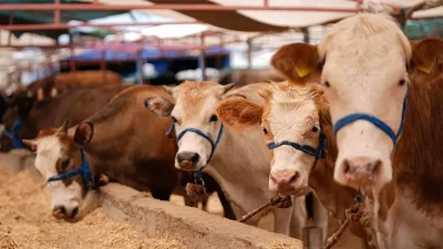 Vatandaşların kurban ibadetlerini dini hükümlere, sağlık şartlarına ve çevre temizliğine