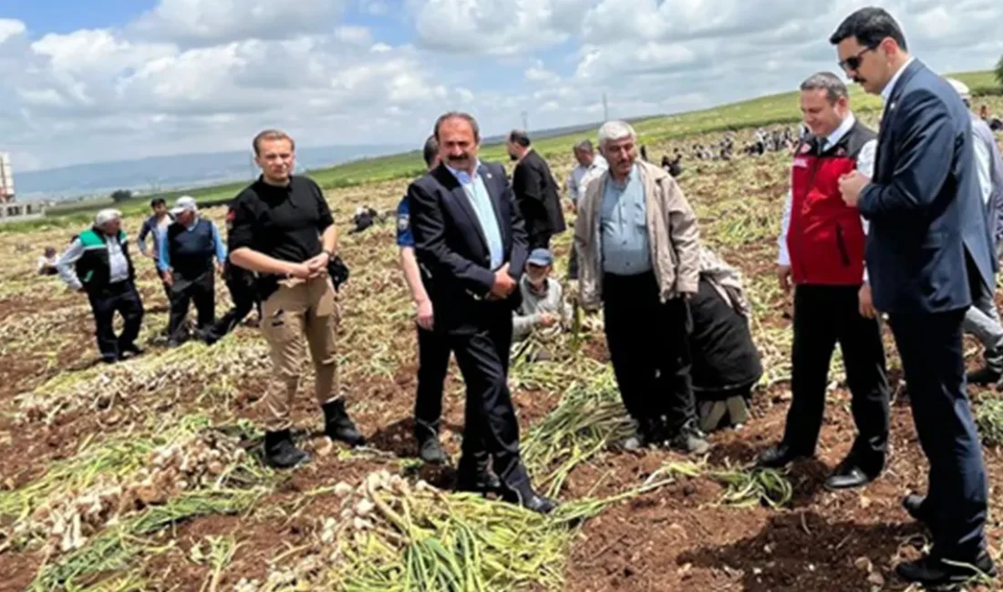 Pazarcık’ta Dünya Çiftçiler Günü’nde Sarımsak Hasadı Yapıldı Pazarcık Belediye Başkanı Haydar İkizer ise Pazarcık sarımsağının sahip olduğu