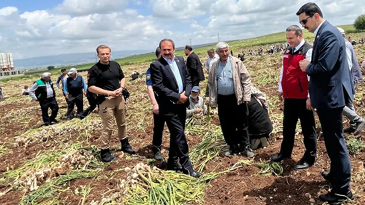 pazarcikta dunya ciftciler gununde sarimsak hasadi yapildi