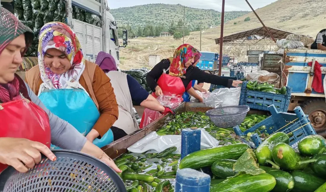 KAHRAMANMARAŞ’TA SALATALIK HASADI BAŞLADI: 35 BİN TON REKOLTE BEKLENİYOR Kentteki üretim potansiyelinin büyük bir kısmını oluşturan belirli bölgelerde 100