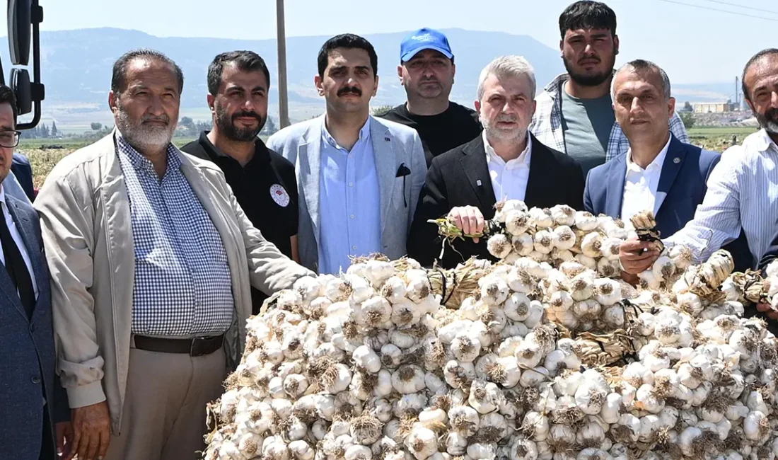 Pazarcık Sarımsağının uzun raf ömrü ve iri diş yapısına sahip