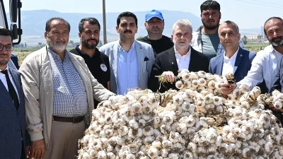 Pazarcık Sarımsağının uzun raf ömrü ve iri diş yapısına sahip