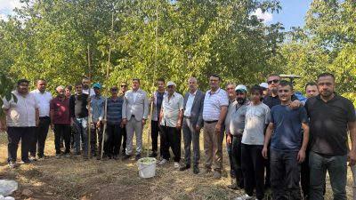 Bertiz Kabasakal Mahallesi’nde gerçekleştirilen ceviz hasadına eşlik eden Hacı Ahmet