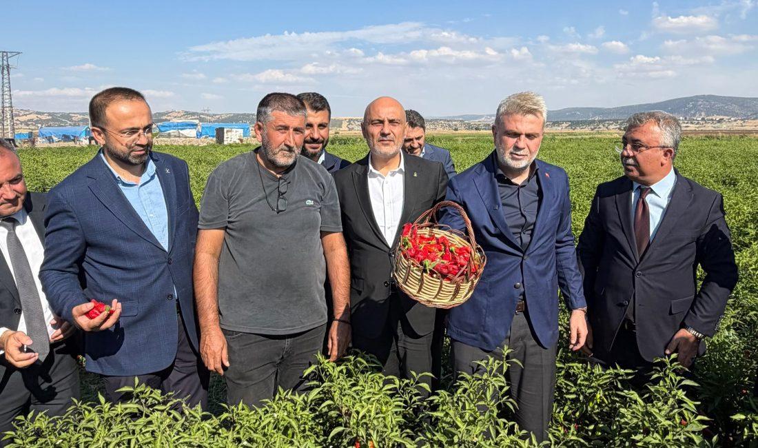 Başkan Fırat Görgel, Maraş Biberi Hasadına Katıldı Hasat programında açıklamalarda bulunan Başkan Fırat Görgel, Maraş biberinin hem
