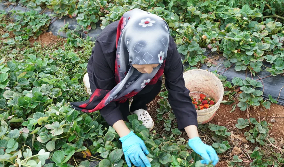 Kadınların yalnızca üretim süreçlerinde değil, ürettikleri ürünlerin tanıtımı, pazarlanması ve